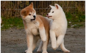 Two Shiba Inu cute puppies playing